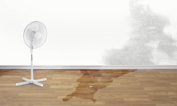 Best Professional water damage repair  in Morocco, IN